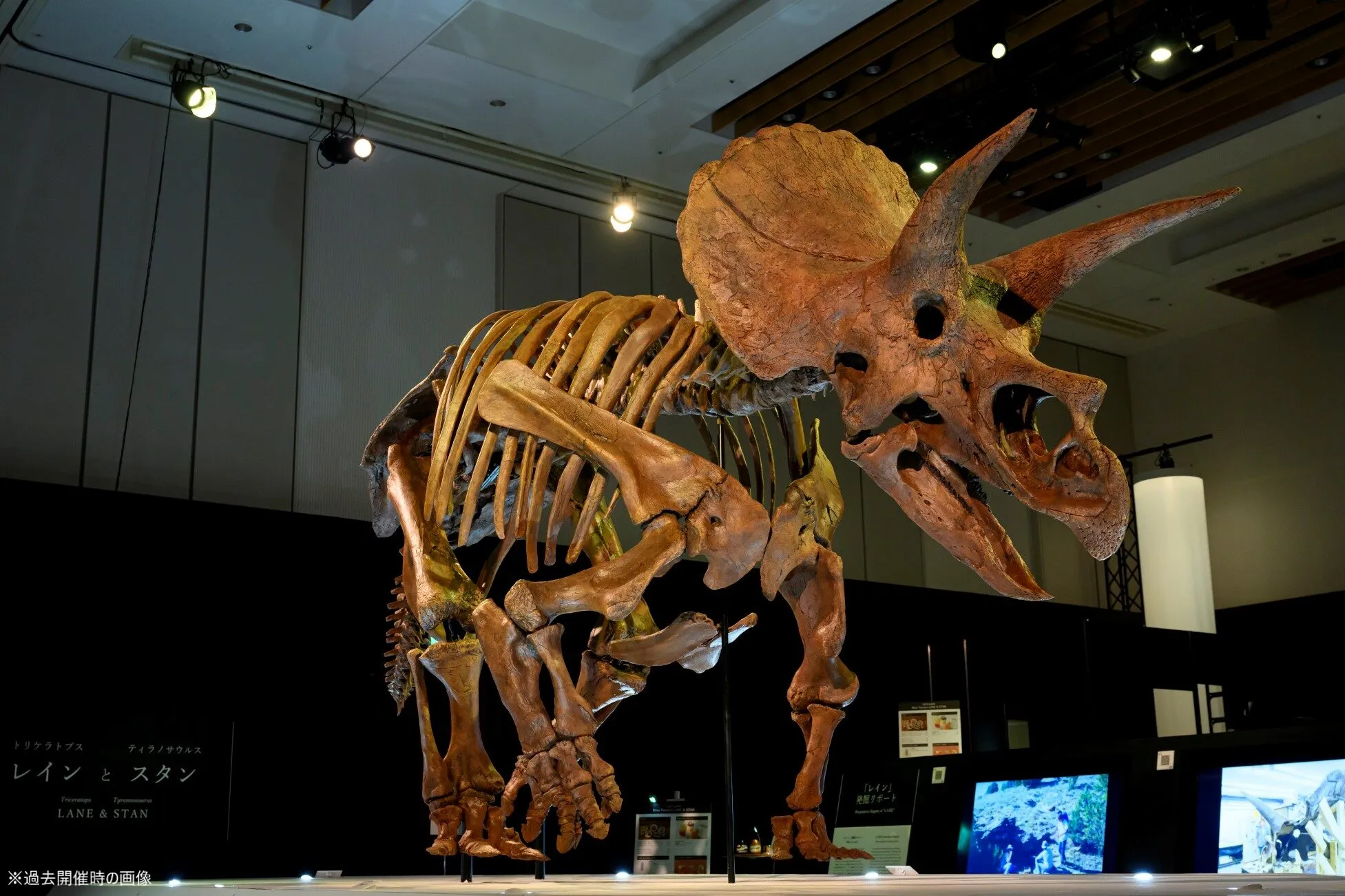 恐竜科学博、関西初上陸 トリケラトプス「レイン」公開へ
